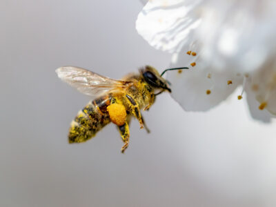 Insect Pollinators are Essential for Seed Saving Image